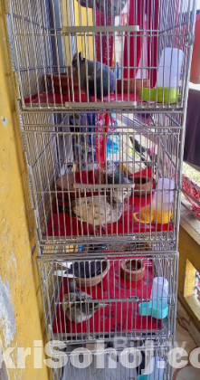 4 খোপ এর লোহার খাচা বিক্রি